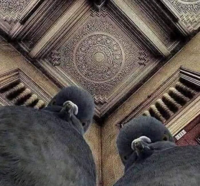 Birds-With-Threatening-Auras