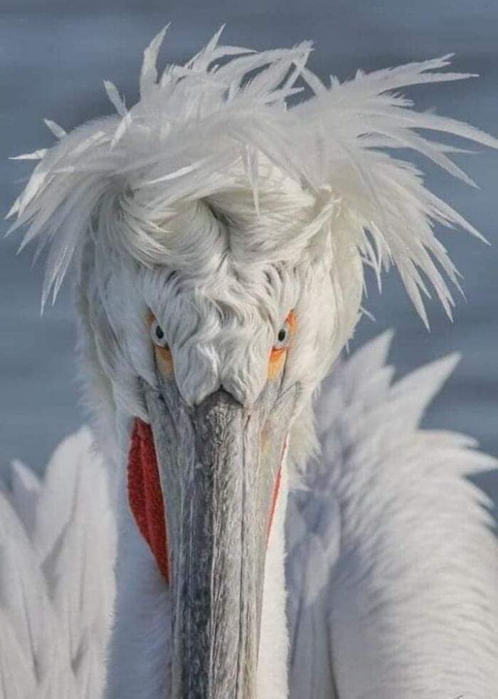 Birds-With-Threatening-Auras