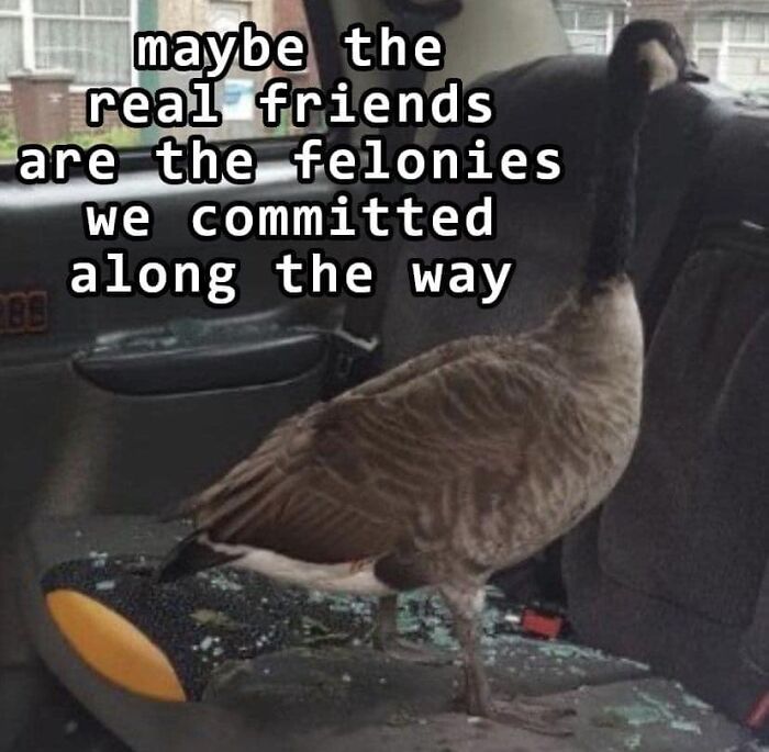 Birds-With-Threatening-Auras