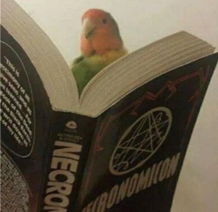 Birds-With-Threatening-Auras