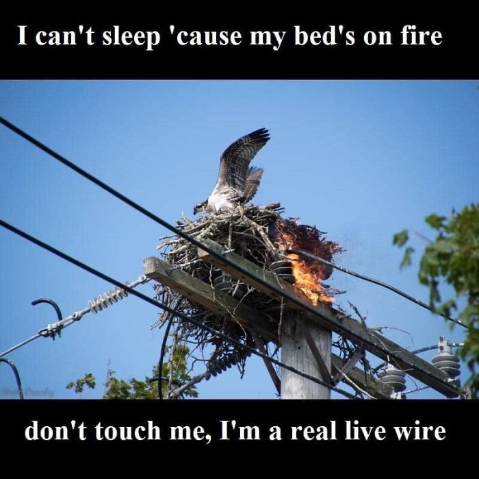 Birds-With-Threatening-Auras