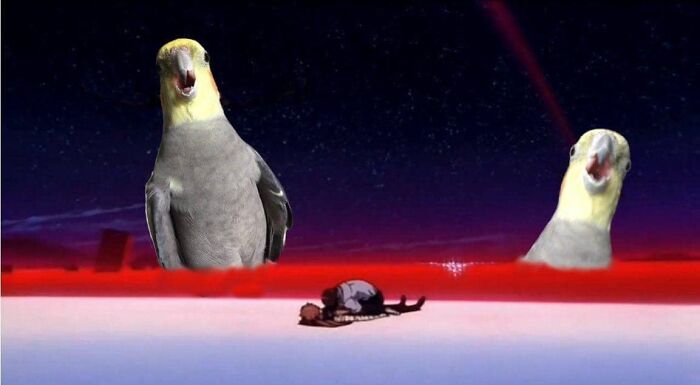 Birds-With-Threatening-Auras