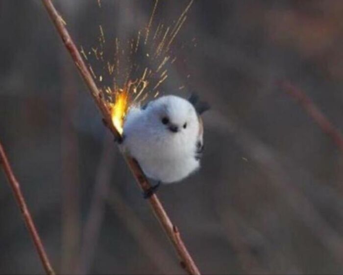 Birds-With-Threatening-Auras