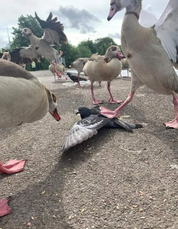 Birds-With-Threatening-Auras