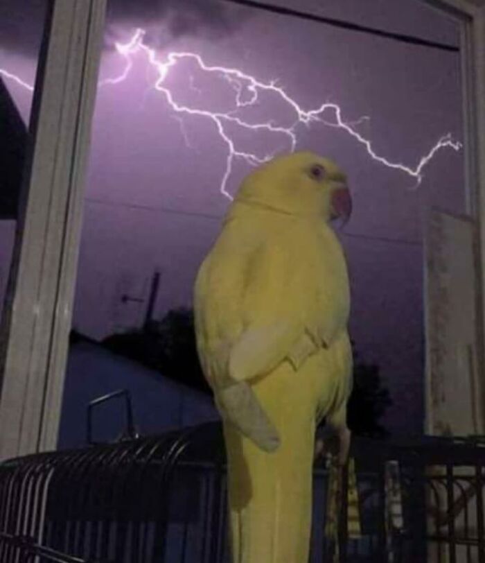 Birds-With-Threatening-Auras