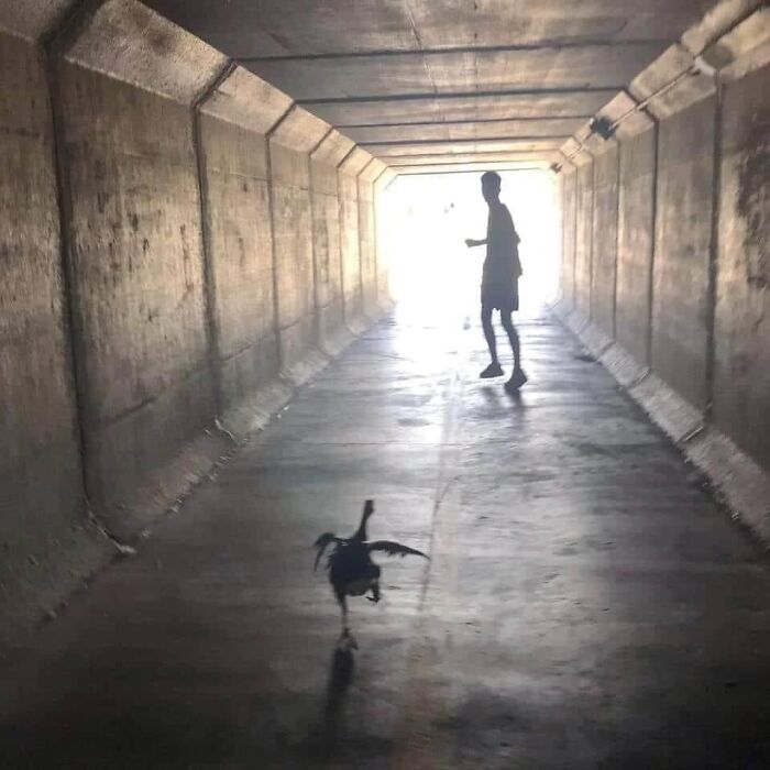 Birds-With-Threatening-Auras