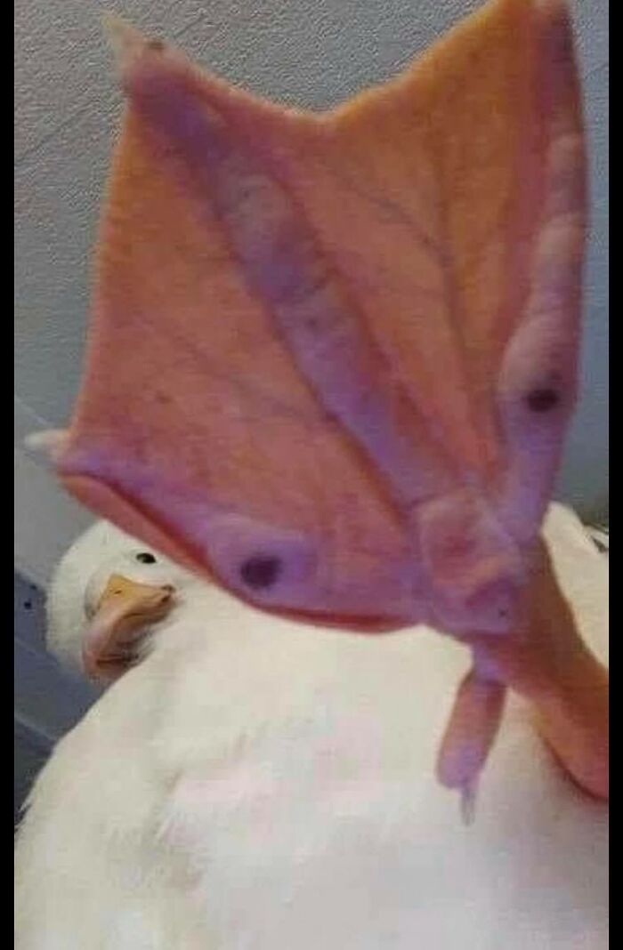 Birds-With-Threatening-Auras