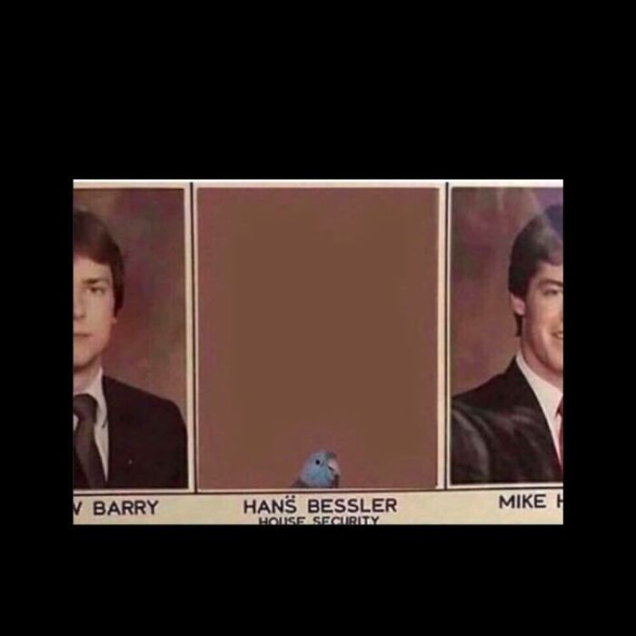 Birds-With-Threatening-Auras