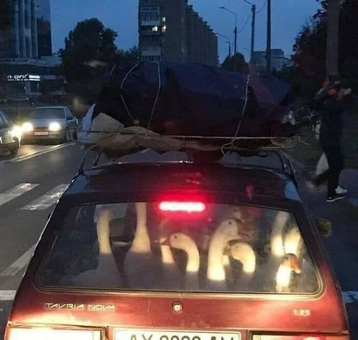 Birds-With-Threatening-Auras