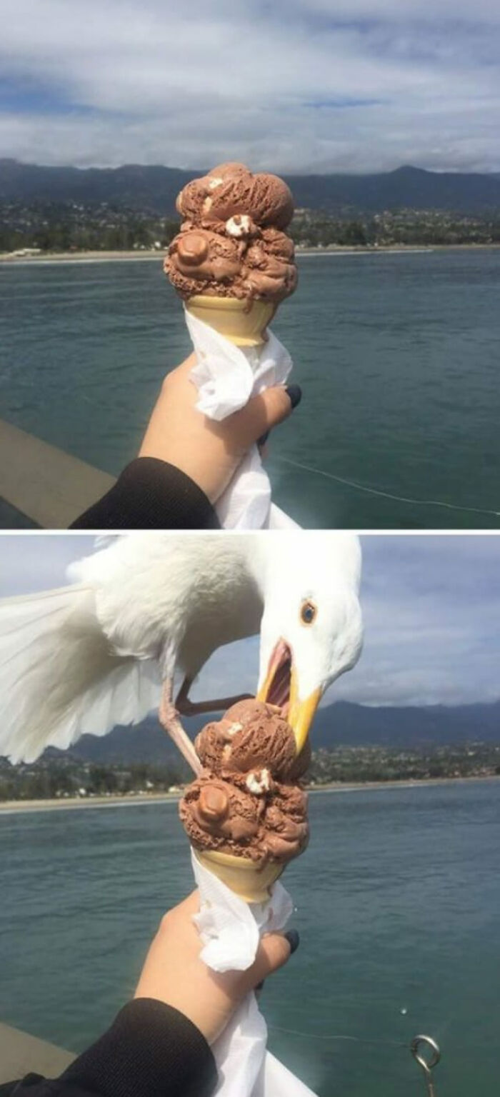 Birds-With-Threatening-Auras