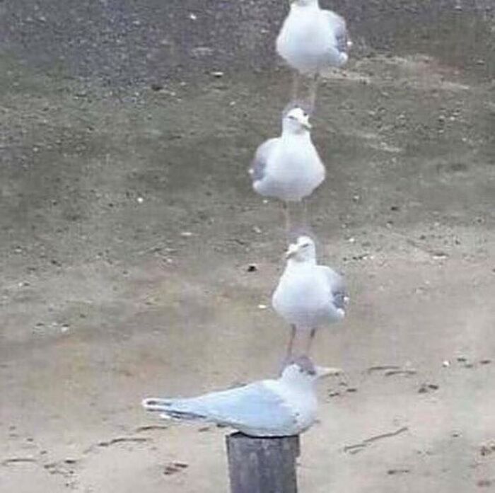 Birds-With-Threatening-Auras