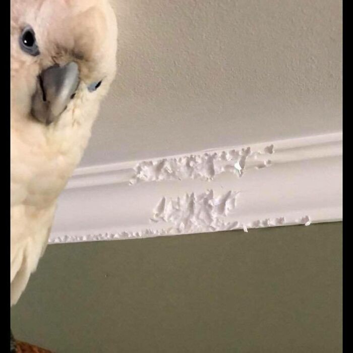 Birds-With-Threatening-Auras