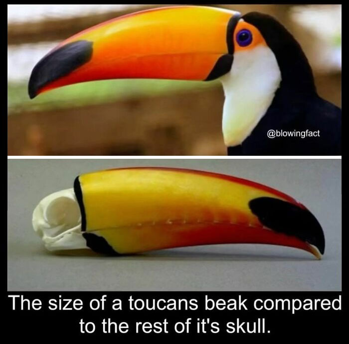 Blowing-Interesting-Facts-Pics