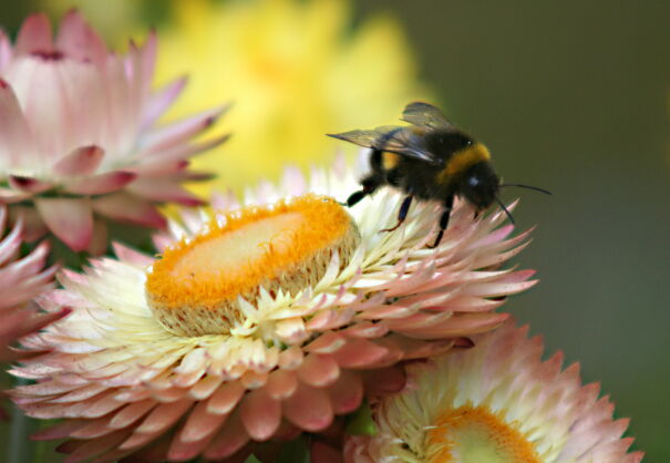 I'm Really Proud Of My Garden. It's Lots Of Work, But I Love All The Birds, Beetles, Bees And Butterflies, So It's Definitely Worth It!