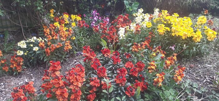 Ive No Idea Where These Came From, Just Blew In On The Wind!