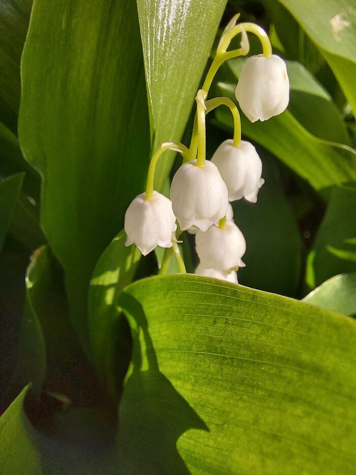 Lily Of The Valley