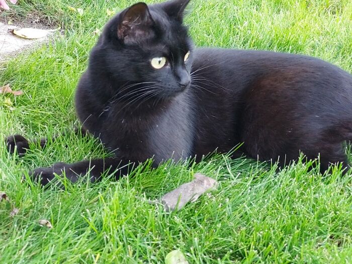 Calypso The Huntress (Rip, Little Mouse...)