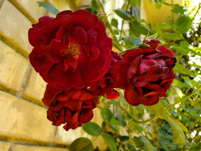 Climbing Roses