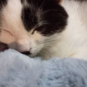 jessica-m-geevers avatar