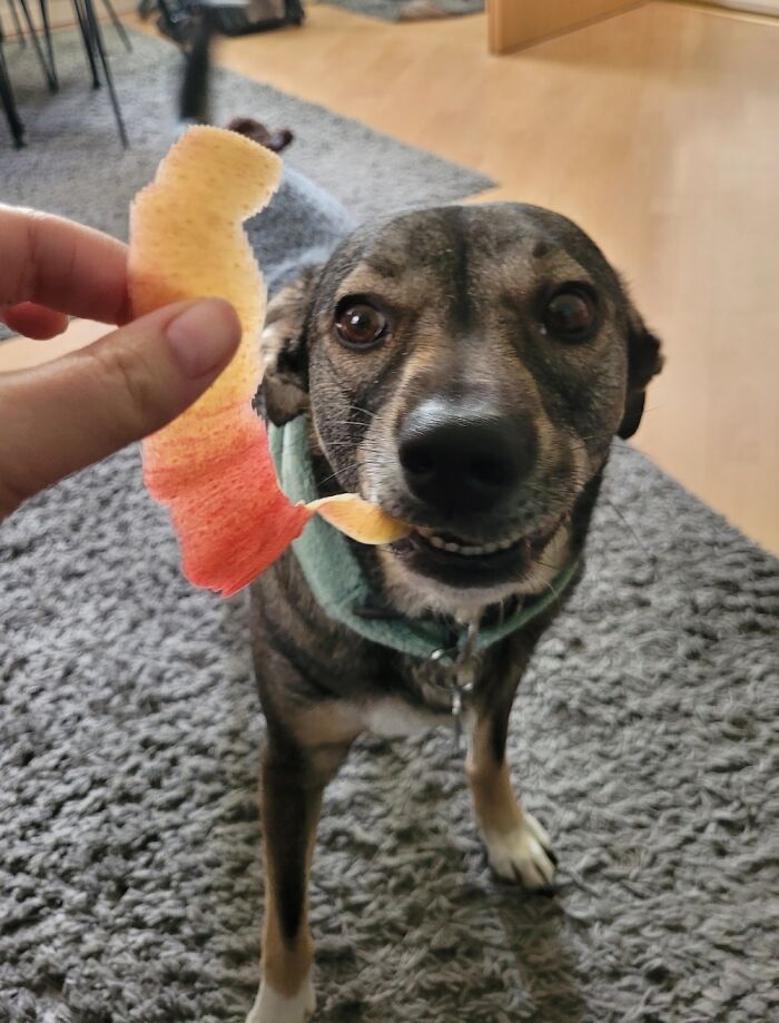 Lou Eating Apple Peels. Hungarian Street Pup Turned Couch Potato