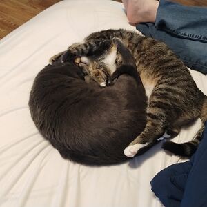 drageyndesigns avatar