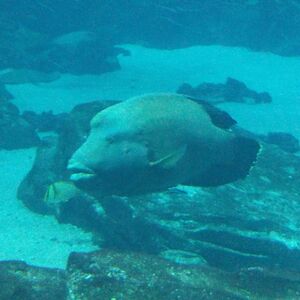 ashleighboice avatar