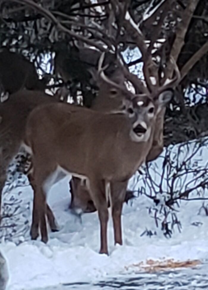 We Always Know Its H8m By The White Mark On His Head