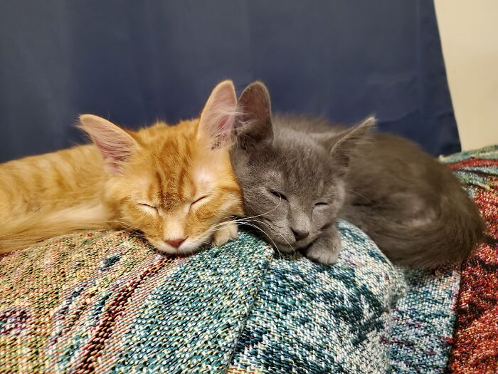 Snafu James And Fubar Jones At 8 Wks