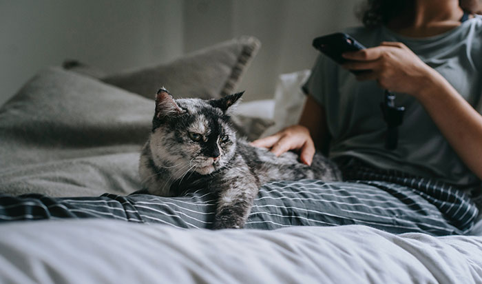 Cat lying on woman knees