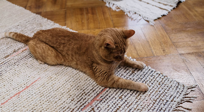 20 reglas absurdas, ingeniosas y sencillamente divertidas que establecen los gatos de la gente