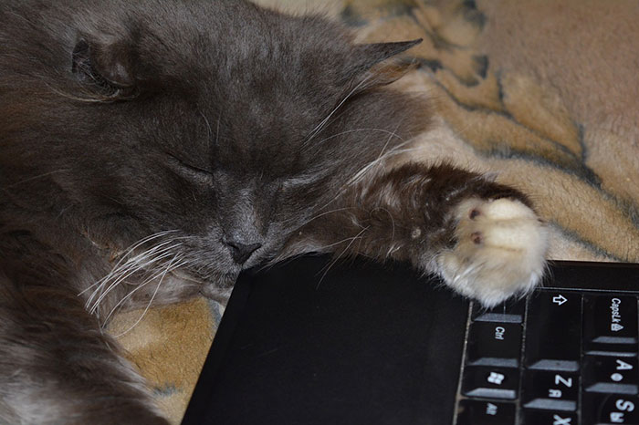 Cat sleeping near computer