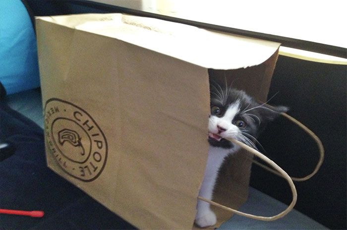 Cat in a paper bag
