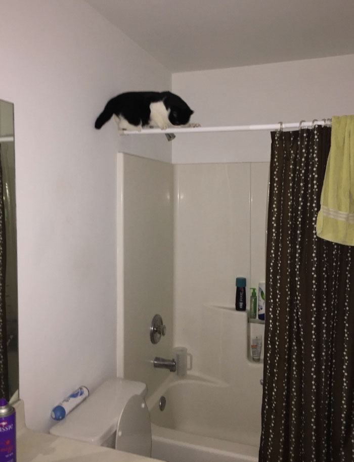 20 reglas absurdas, ingeniosas y sencillamente divertidas que establecen los gatos de la gente