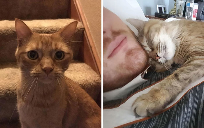 20 reglas absurdas, ingeniosas y sencillamente divertidas que establecen los gatos de la gente