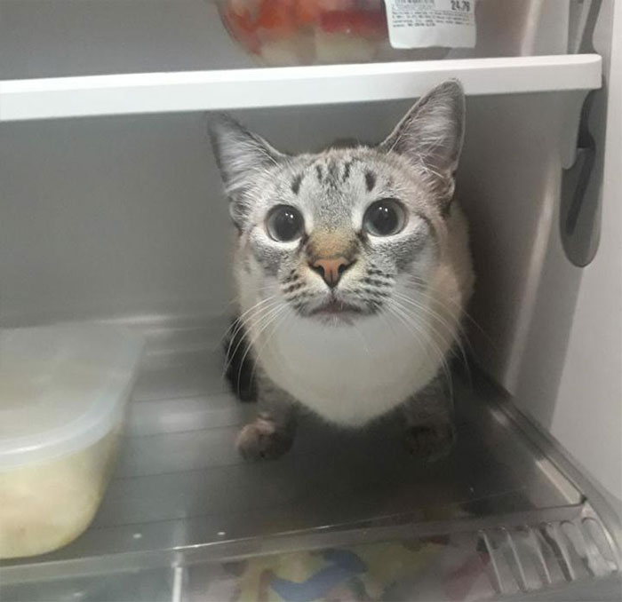 20 reglas absurdas, ingeniosas y sencillamente divertidas que establecen los gatos de la gente