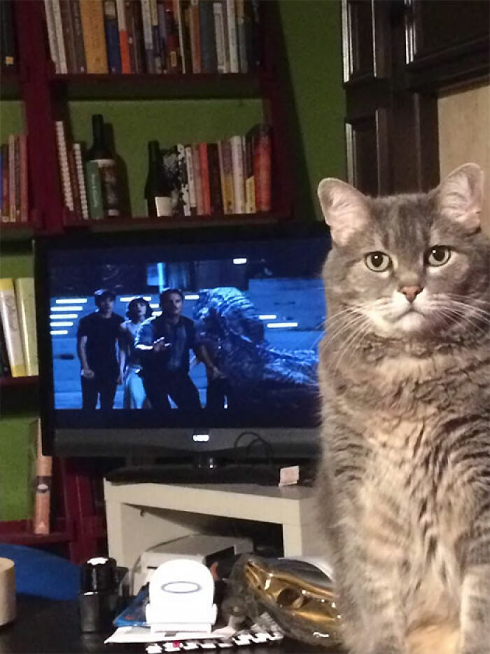 20 reglas absurdas, ingeniosas y sencillamente divertidas que establecen los gatos de la gente