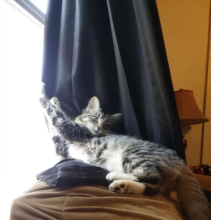 Cat laying on black curtain