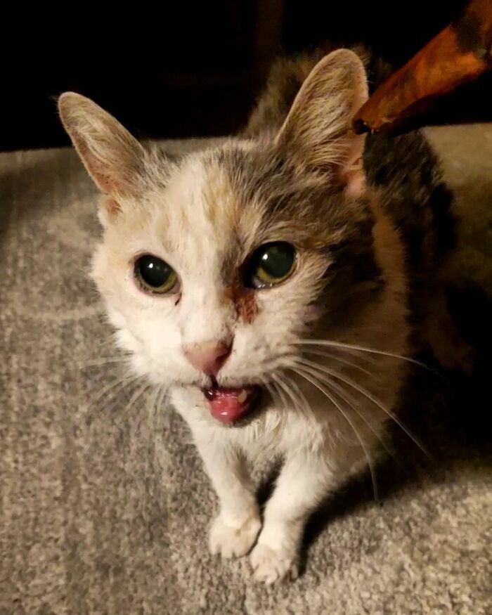 This Elder Cat Has Outlived Her Previous Owners And Now Lives With 2 Other Cats That Are Each A Decade Apart This Elder Cat Has Outlived Her Previous Owners And Now Lives With 2 Other Cats That Are Each A Decade Apart