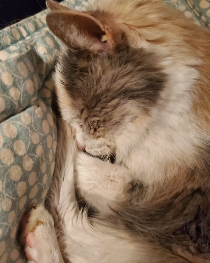 This Elder Cat Has Outlived Her Previous Owners And Now Lives With 2 Other Cats That Are Each A Decade Apart This Elder Cat Has Outlived Her Previous Owners And Now Lives With 2 Other Cats That Are Each A Decade Apart