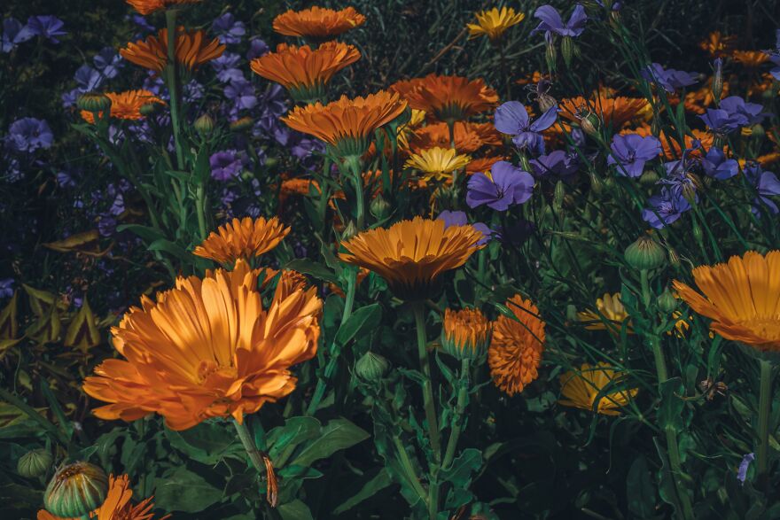 Desert Days - Mrvitze Bakovic