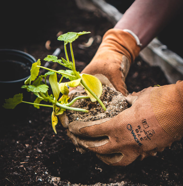 Person planting a new plant into a soil 
