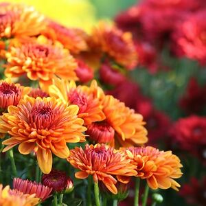 marissa-gracey avatar