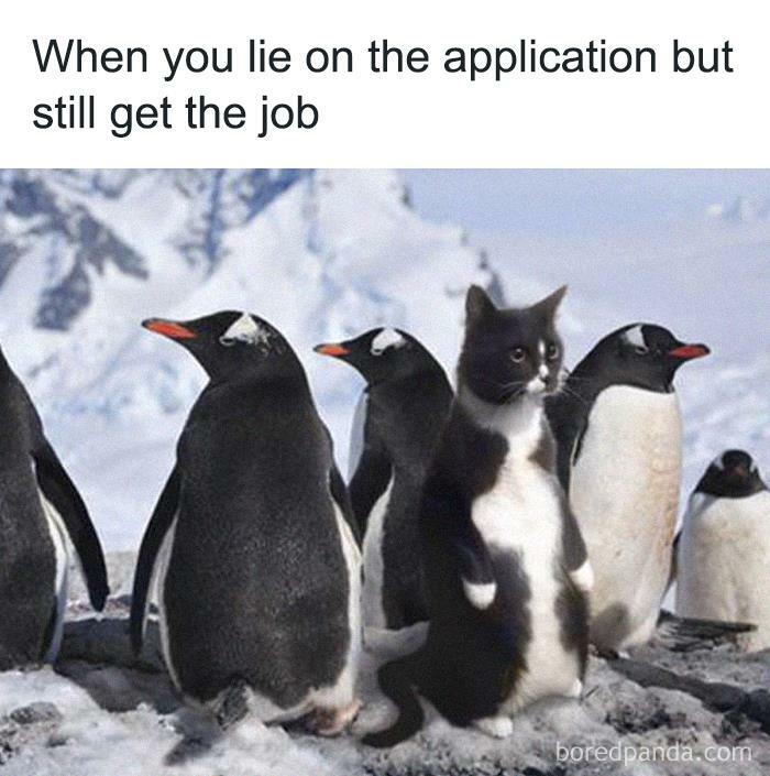 A tuxedo cat stands with penguins, creating a funny animal meme for humor enthusiasts.