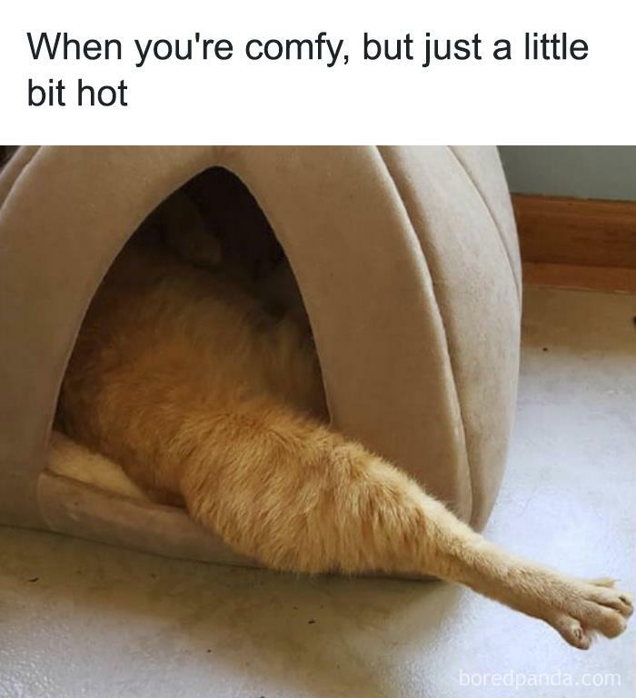 Cat humor meme: A cat's body inside a small house with one leg stretching out, captioned "When you're comfy, but just a little bit hot."