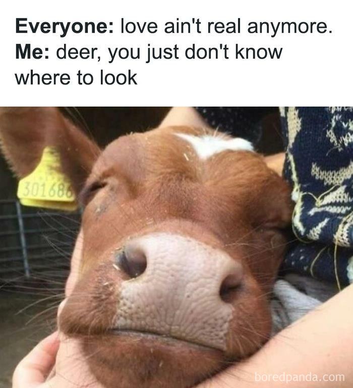 A cow's face being lovingly held in hands with humorous meme text above.
