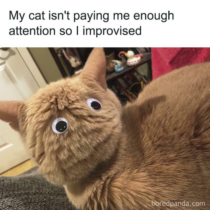 Funny animal meme with a cat wearing googly eyes for humor.