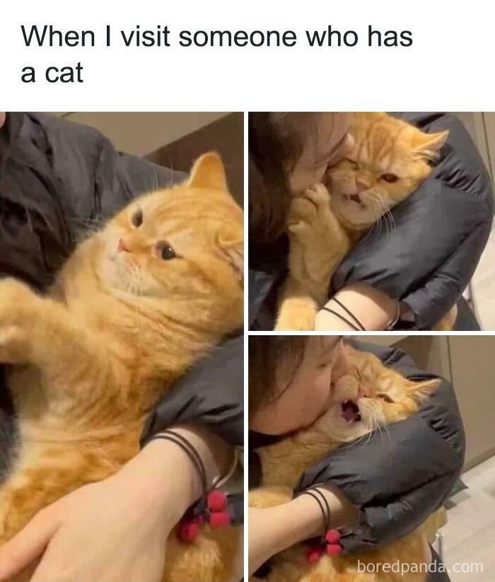 Funny-Animal-Memes-Jokes