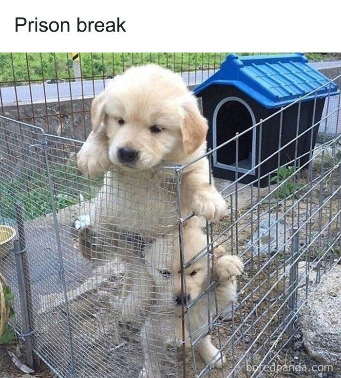 Cute puppies humorously attempting an escape from a small wire enclosure.