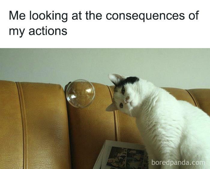 Funny-Animal-Memes-Jokes