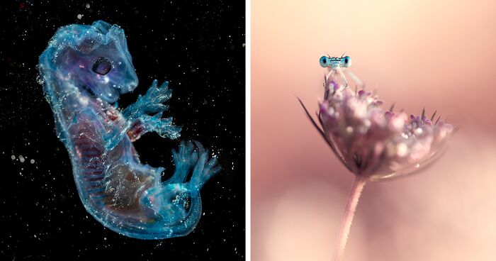 31 Impresionantes fotografías de primeros planos del reto «Minimal» del premio Close-Up Photographer of the Year 2022